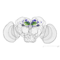 Fruit fly brains use reward signals like ours