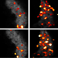 How the brain forms distinct memories