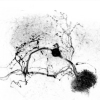 Feed-forward inhibition in the mushroom body