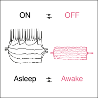 Sandman’s role in sleep control