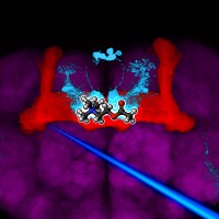 The neurotransmitter of the mushroom body is acetylcholine!