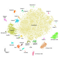 Single-cell transcriptomes reveal cell-type diversity in the brain