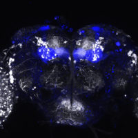 Flies neglect food and endure shocks to seek a dopamine reward